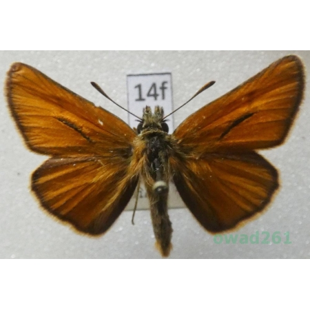 Thymelicus sylvestris (Poda, 1761) Czech14f